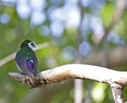Violet Green Swallow 3179